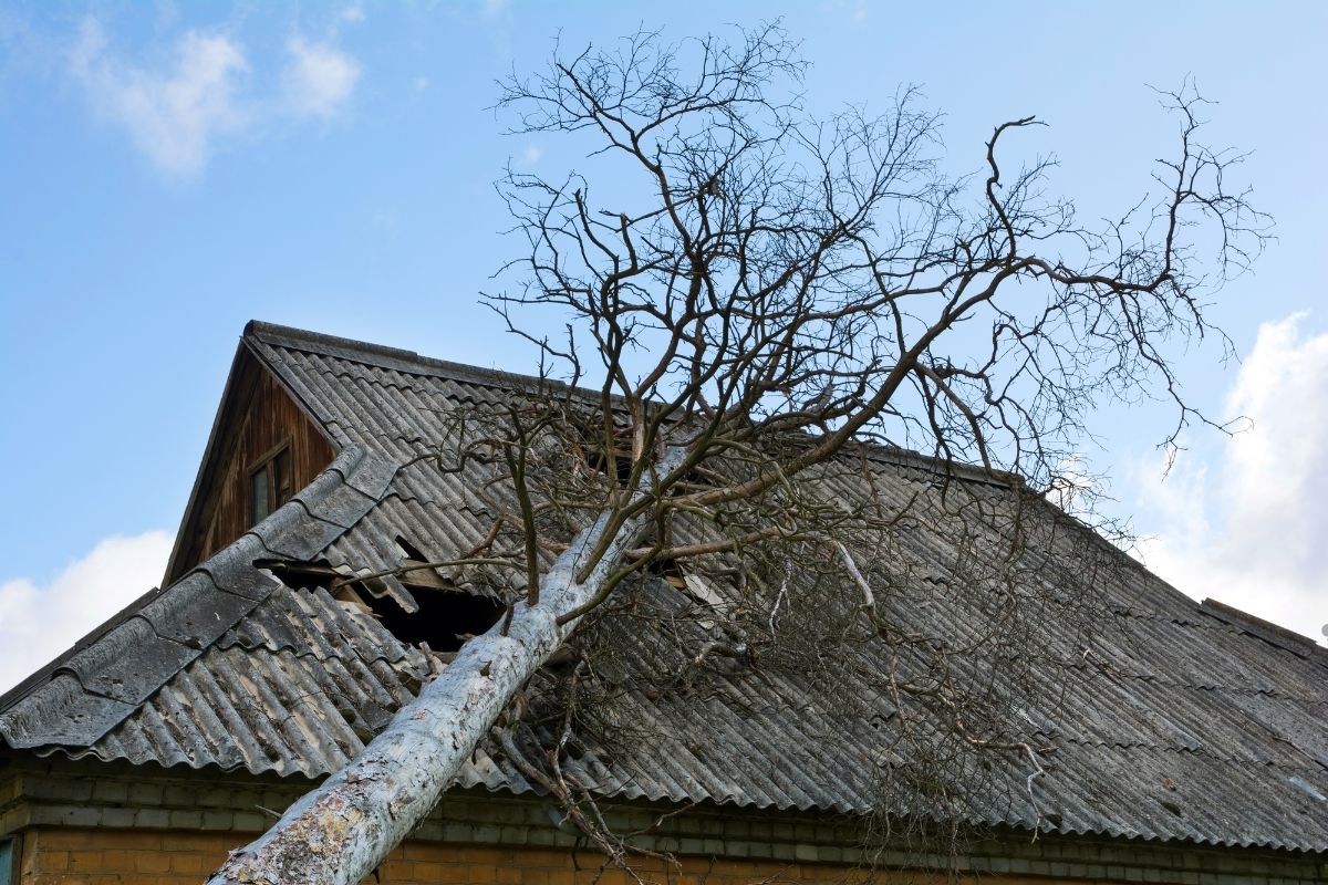 A tree has collapsed onto a house, leaning precariously and causing damage to the roof.