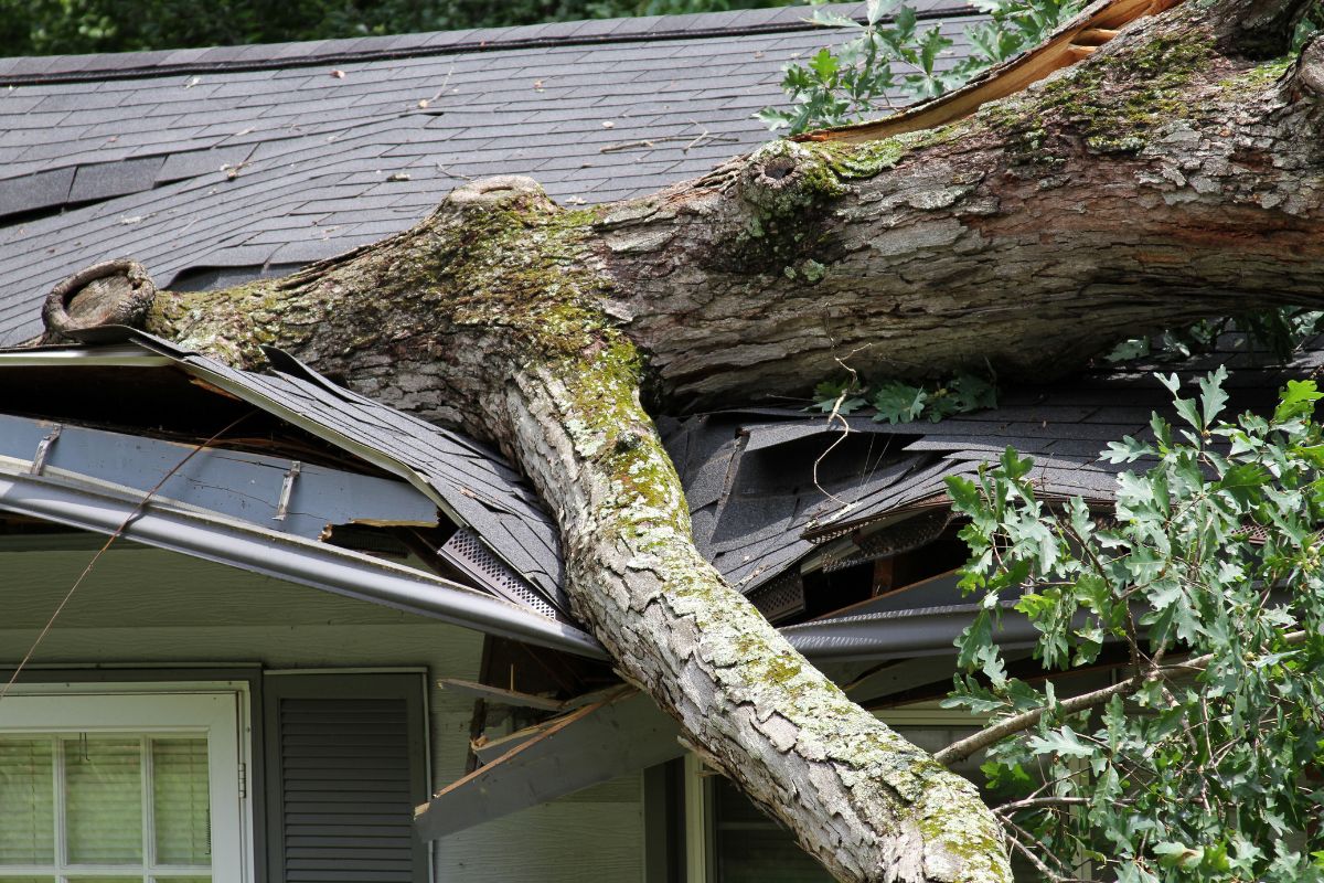 A fallen tree rests on a house's roof, resulting in significant damage to the roofing material.
